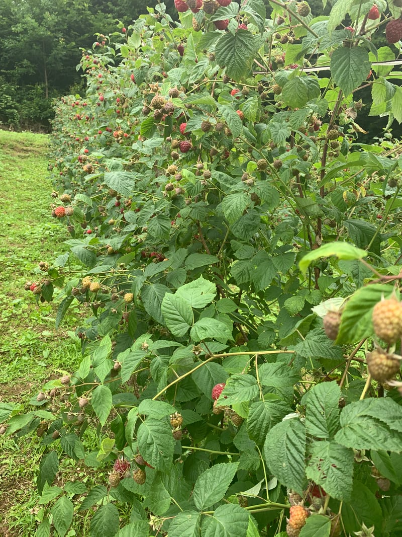 Red malinjaka